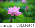 美しいピンクの蓮の花 115889695