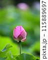 美しいハスのつぼみ 115889697
