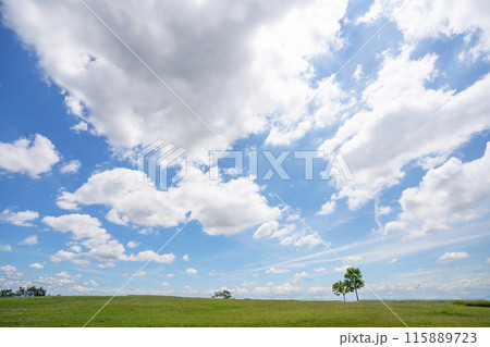 初夏の青空と草原 115889723