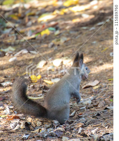 木の実をくわえたエゾリスの後ろ姿（秋） 115889760