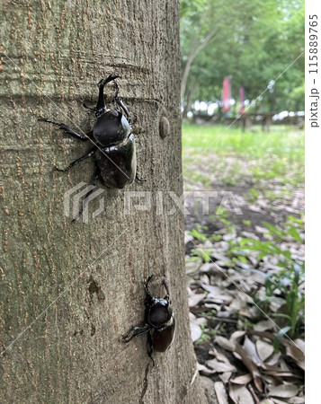 樹液に集まるカブトムシの雄 115889765