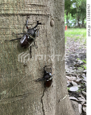 樹液に集まるカブトムシの雄 樹液に集まるカブトムシの雄 115889767