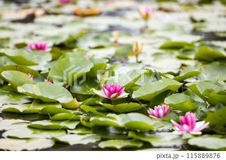 埼玉県入間市　彩の森入間公園　睡蓮 115889876