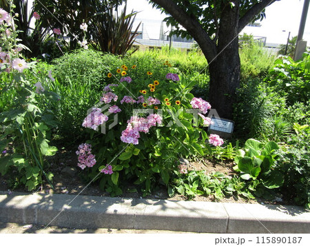 手毬咲きの桃色の花の紫陽花 手毬咲きの桃色の花の紫陽花 115890187