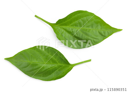 Sweet pepper leaf closeup isolated on white background 115890351