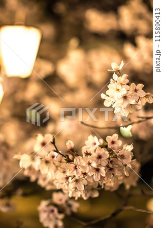 山口・岩国・錦帯橋 115890413