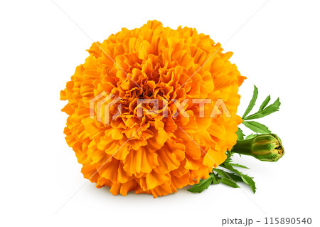 fresh marigold or tagetes erecta flower isolated on white background with full depth of field. fresh marigold or tagetes erecta flower isolated on white background with full depth of field. 115890540