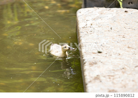 埼玉県入間市 彩の森入間公園 カルガモ 埼玉県入間市 彩の森入間公園 カルガモ 115890812