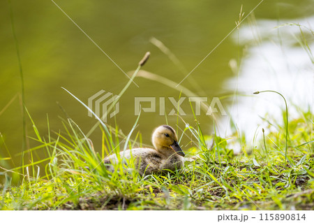 埼玉県入間市　彩の森入間公園　カルガモ 115890814