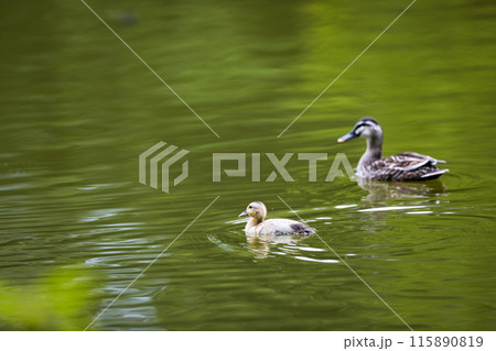 埼玉県入間市 彩の森入間公園 カルガモ親子 埼玉県入間市 彩の森入間公園 カルガモ親子 115890819