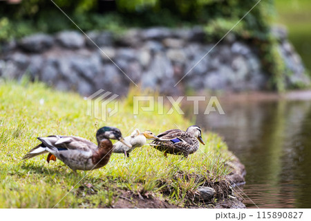 埼玉県入間市　彩の森入間公園　カルガモ親子 115890827