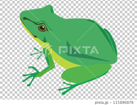 Tree frog illustration 115890876