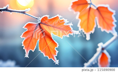 晩秋・初冬。霜に覆われた明るいオレンジ色のモミジの葉。 晩秋・初冬。霜に覆われた明るいオレンジ色のモミジの葉。 115890900