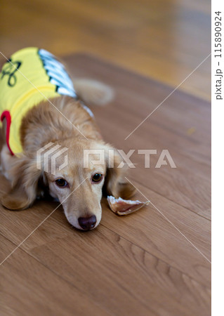 室内で寛ぐカニンヘンダックスフンド 室内で寛ぐカニンヘンダックスフンド 115890924