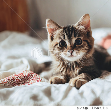 ベッドの上のかわいい子猫 115891100