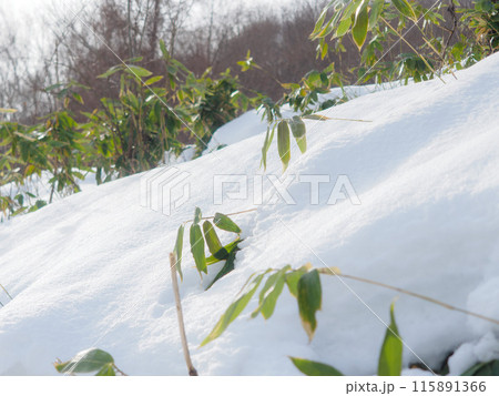 短い笹の上に雪が積もる 短い笹の上に雪が積もる 115891366