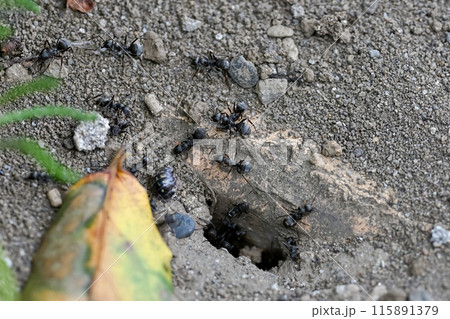 蟻の巣 115891379