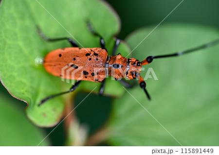 ホシベニカミキリ 115891449