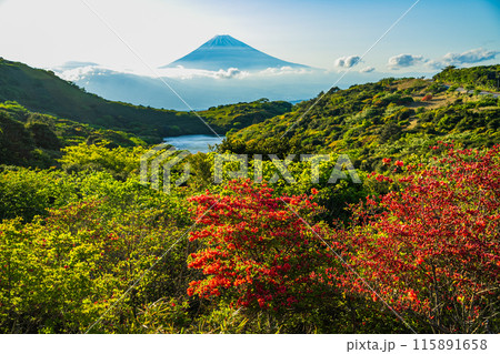 （静岡県）ツツジ咲く箱根玄岳から富士山の眺め　夕景 115891658