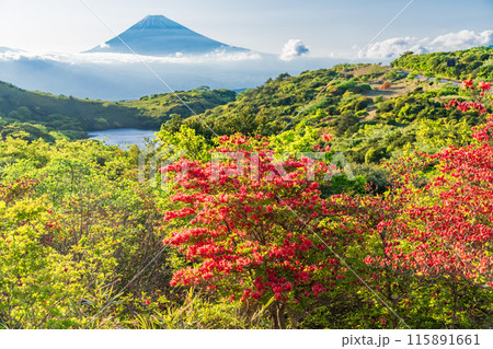 （静岡県）ツツジ咲く箱根玄岳から富士山の眺め　夕景 115891661