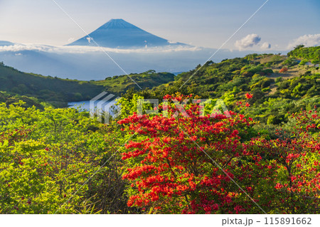（静岡県）ツツジ咲く箱根玄岳から富士山の眺め　夕景 115891662