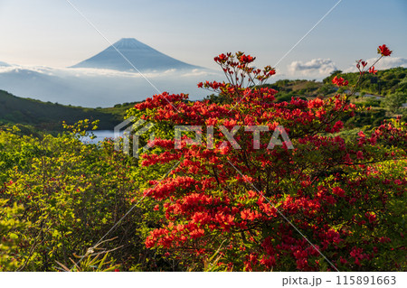 （静岡県）ツツジ咲く箱根玄岳から富士山の眺め　夕景 115891663