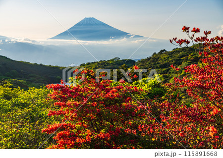 （静岡県）ツツジ咲く箱根玄岳から富士山の眺め　夕景 115891668