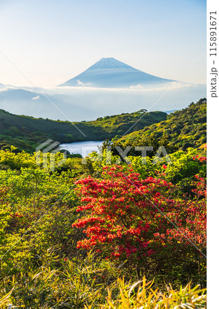 （静岡県）ツツジ咲く箱根玄岳から富士山の眺め　夕景 115891671