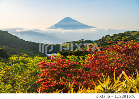 （静岡県）ツツジ咲く箱根玄岳から富士山の眺め　夕景 115891676