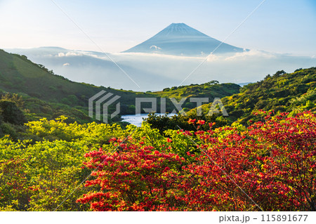 （静岡県）ツツジ咲く箱根玄岳から富士山の眺め　夕景 115891677