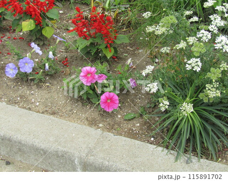 空色と桃色のぺチニアの花と赤いサルビアと白いオルレアの花 115891702