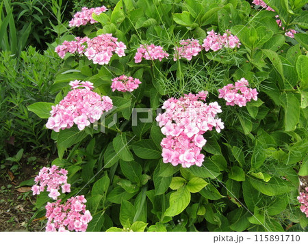 手毬咲きの桃色の花の紫陽花 手毬咲きの桃色の花の紫陽花 115891710