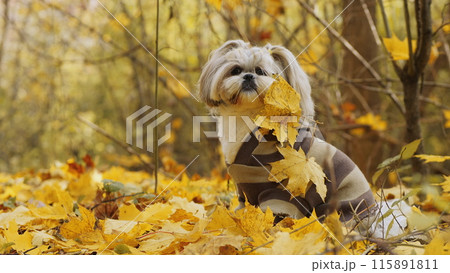 Shih Tzu in autumn leaves wearing a sweater Shih Tzu in autumn leaves wearing a sweater 115891811