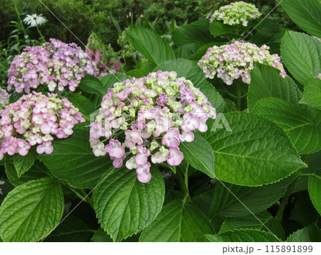 手毬咲きの桃色の花の紫陽花 手毬咲きの桃色の花の紫陽花 115891899