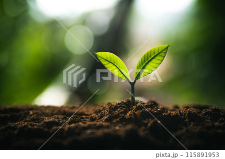 Eco concept,Perfect young tree on the ground with natural light and green background. 115891953