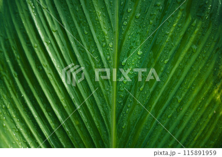 Green leaf texture, background of banana leaves and water drops 115891959