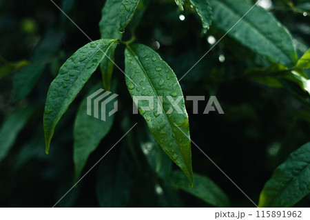 Dark green leaf texture in the forest, nature background 115891962