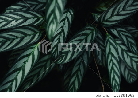 Dark green leaf texture in the forest, nature background Dark green leaf texture in the forest, nature background 115891965