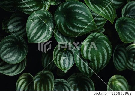 Dark green leaf texture in the forest, nature background Dark green leaf texture in the forest, nature background 115891968