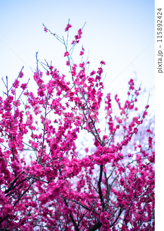 咲き誇るハナモモ 115892424