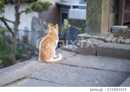 境内と猫 115892425