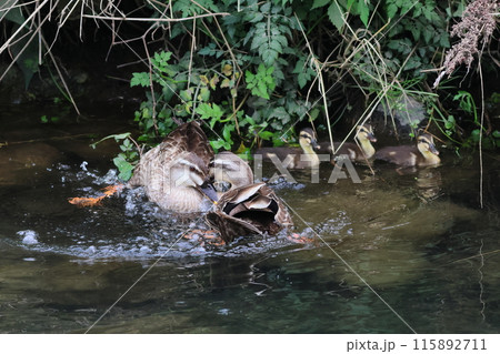 顔をくっつけてぐるぐる回る2羽のカルガモとヒナ達 115892711