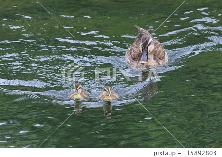きれいな水面を泳ぐカルガモ親子 115892803