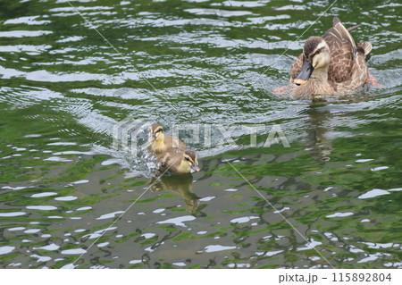 きれいな水面を泳ぐカルガモ親子　急ぐヒナ　見守る親 115892804