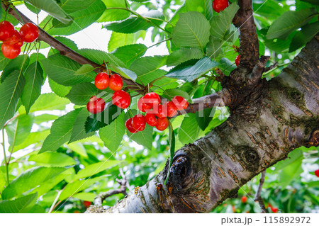 果樹園の赤く実ったさくらんぼ 果樹園の赤く実ったさくらんぼ 115892972