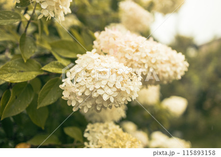closeup hydrangea. Beautiful natural background with delicate white hydrangea flowers in landscape design. Flowers in the garden closeup hydrangea. Beautiful natural background with delicate white hydrangea flowers in landscape design. Flowers in the garden 115893158