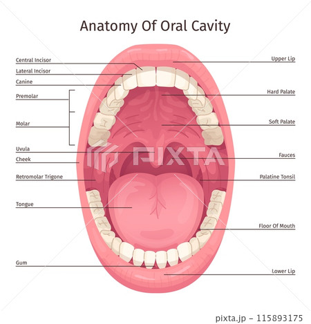 Oral cavity infographic. Human mouth inside parts structure anatomy system teeth dentistry diagram, open throat tooth tongue lips dental hygiene scheme, swanky illustration 115893175