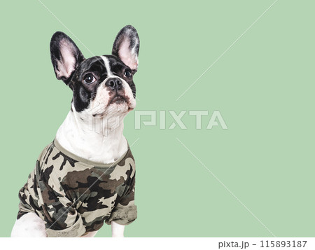 Adorable puppy and military shirt. Closeup, indoors 115893187