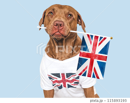 Lovable, pretty dog and British Flag. Closeup Lovable, pretty dog and British Flag. Closeup 115893193