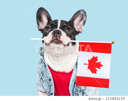 Cute puppy and Canadian Flag. Studio shot Cute puppy and Canadian Flag. Studio shot 115893214